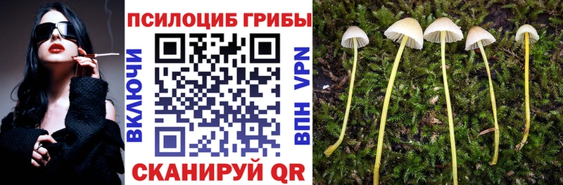 Псилоцибиновые грибы Psilocybe  Зуевка 